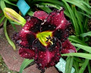 Tom Adams (Kinnebrew, J., 2008)